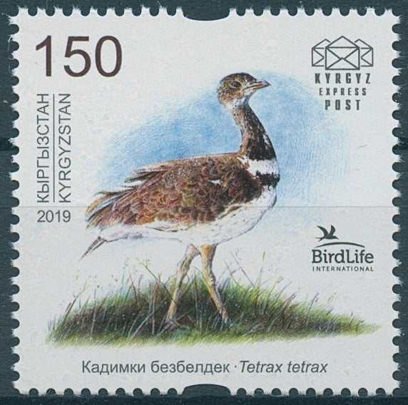 Kyrgyzstan KEP Stamps 2019 MNH Bird of Year Little Bustard Birds Birdlife 1v Set