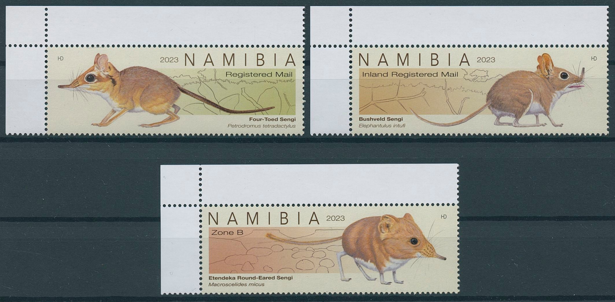 Namibia 2023 MNH Wild Animals on Stamps Sengis of Namibia Shrews Mammals Fauna 3v Set