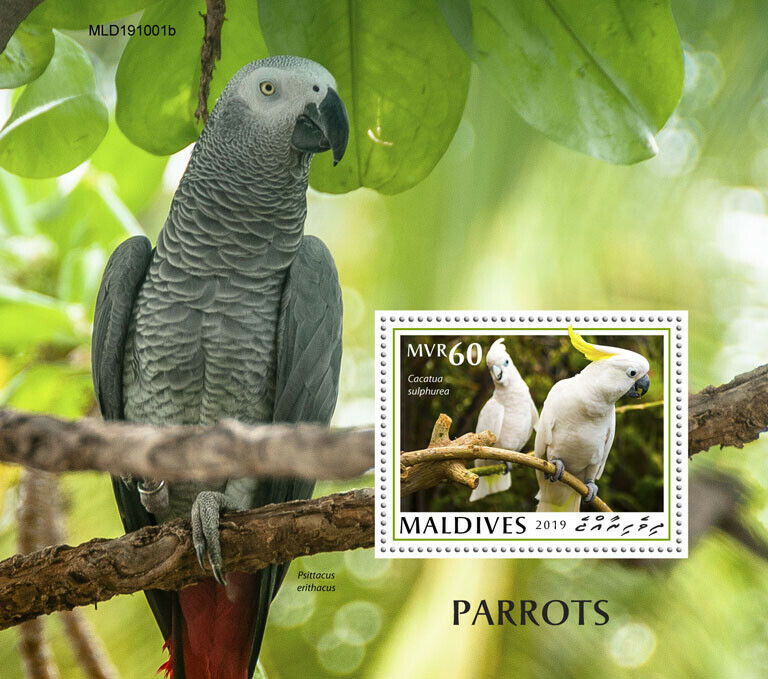 Maldives Birds on Stamps 2019 MNH Parrots Cockatoo Grey Parrot 1v S/S