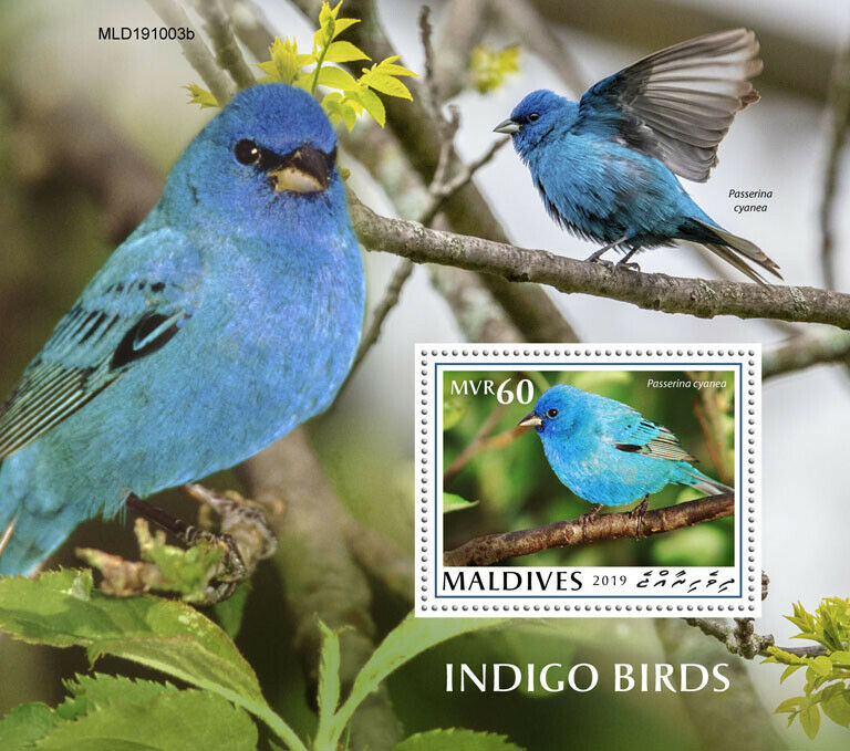 Maldives Birds on Stamps 2019 MNH Indigo Birds Fauna 1v S/S
