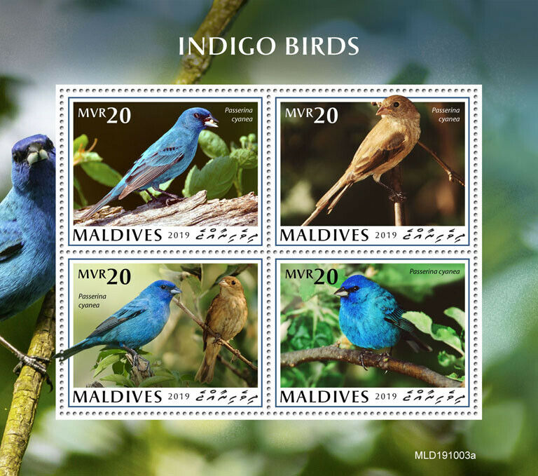 Maldives Birds on Stamps 2019 MNH Indigo Birds Fauna 4v M/S