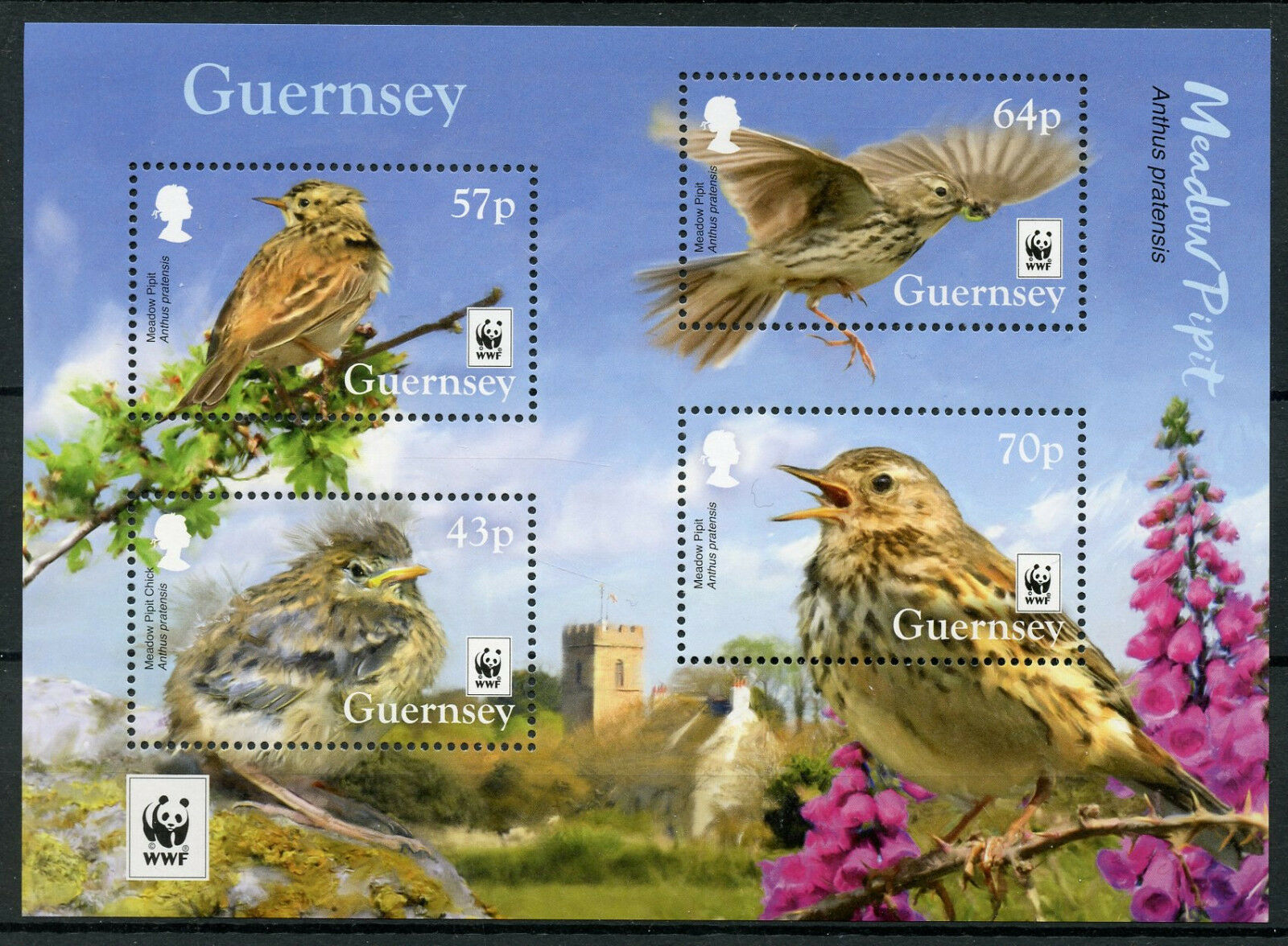 Guernsey 2017 MNH Meadow Pipit WWF Endangered Species 4v M/S Birds Stamps