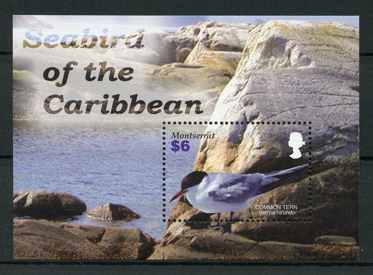Montserrat Birds on Stamps 2005 MNH Seabirds of Caribbean Common Tern 1v S/S