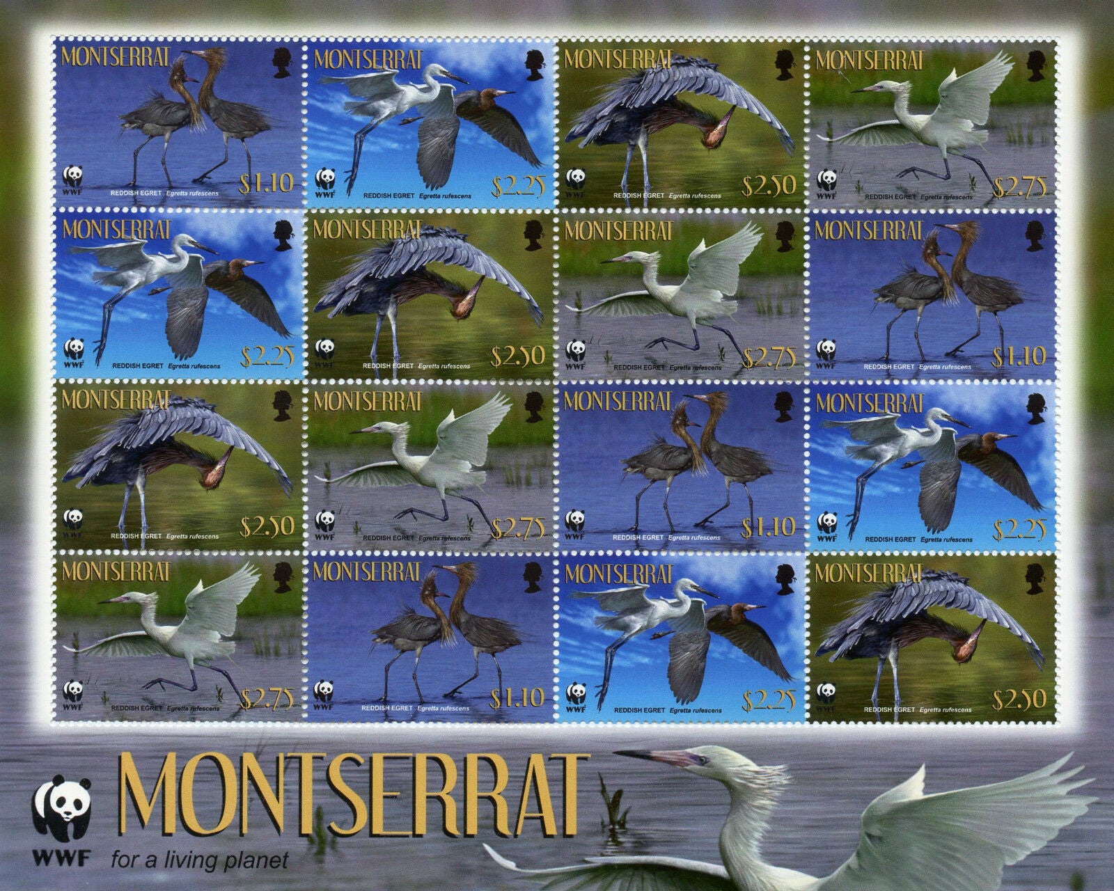 Montserrat 2010 MNH Reddish Egret WWF 16v Sheetlet Birds