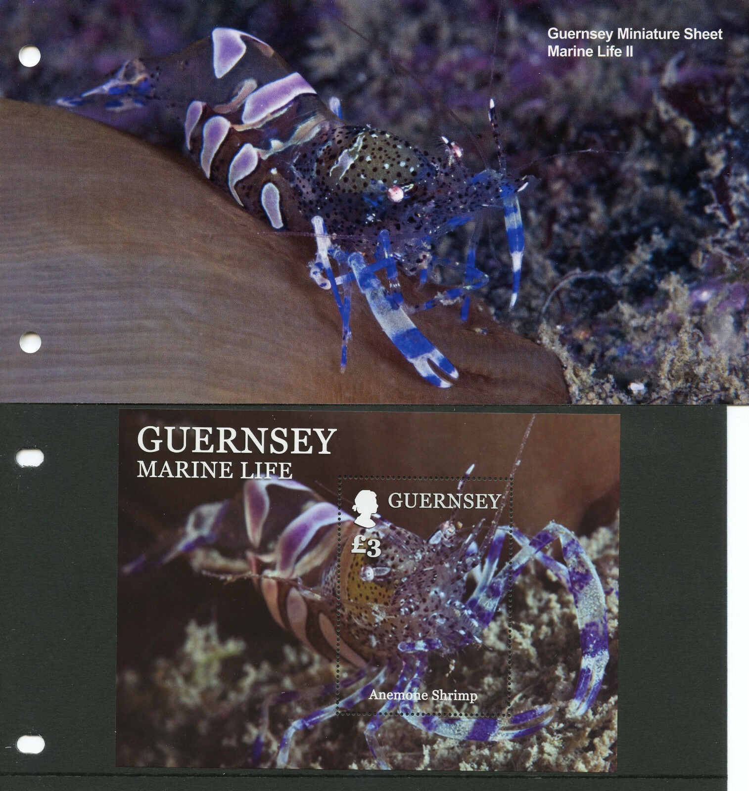 Guernsey 2014 MNH Marine Life II Crustaceans 1v M/S Presentation Pack Shrimp