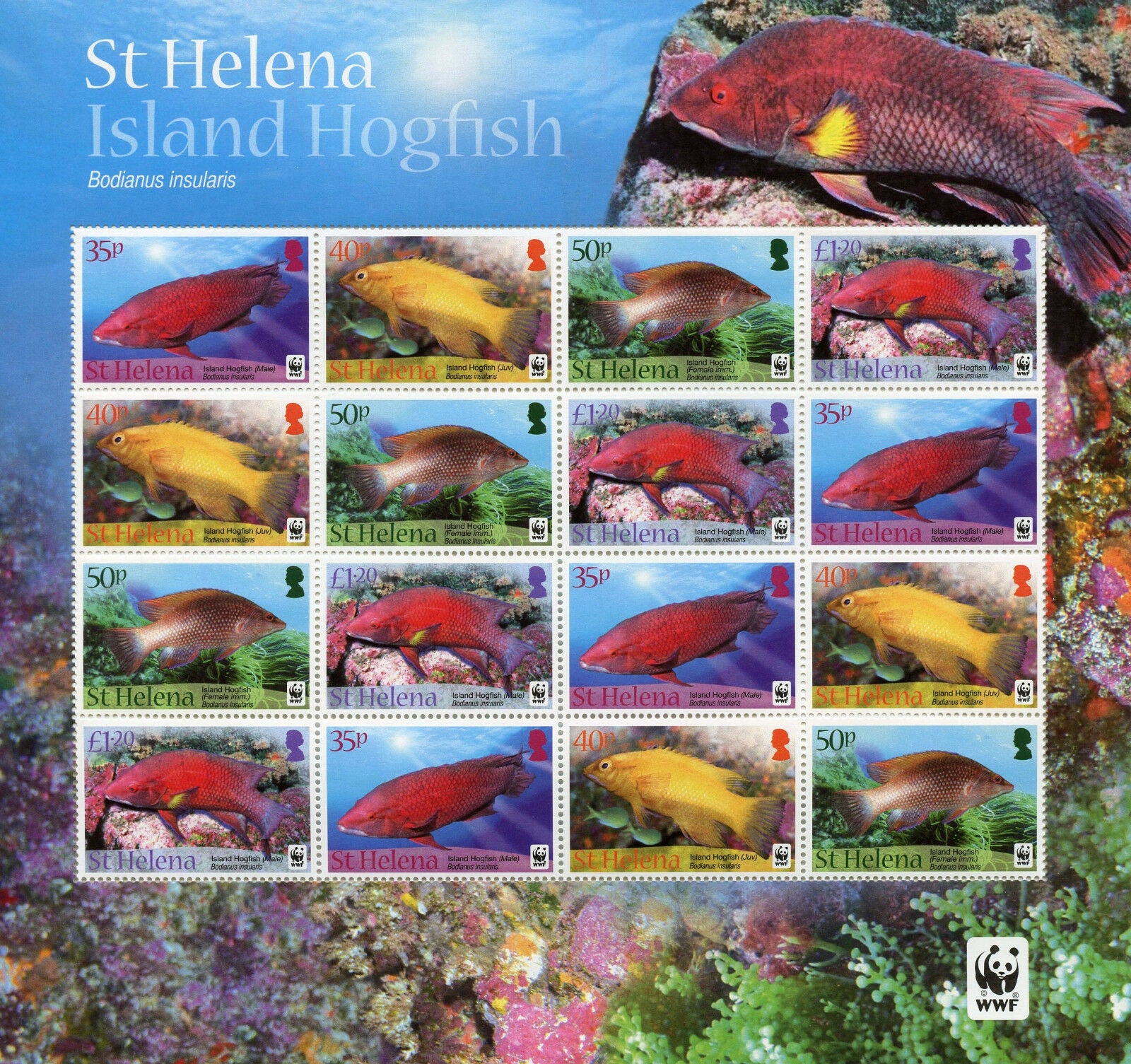 St Helena 2011 MNH Island Hogfish WWF 16v M/S Fish Fishes Stamps