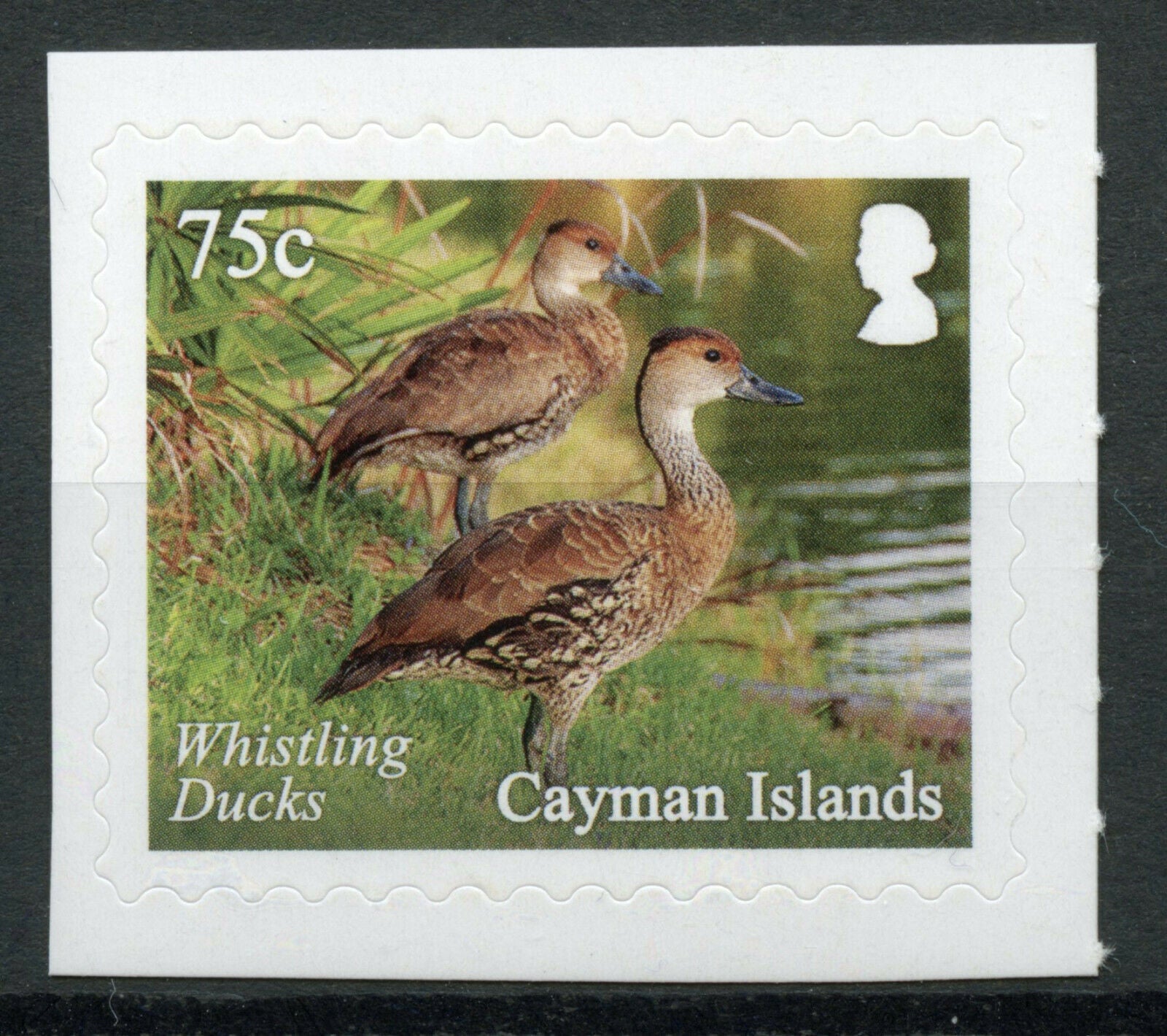 Cayman Islands 2020 MNH Birds Stamps Queen Elizabeth II Botanic Park Ducks 75c 1v S/A Set