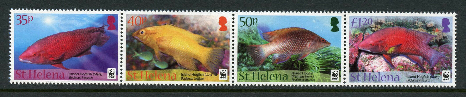 St Helena 2011 MNH WWF Island Hogfish 4v Strip Fish Fishes Marine Stamps