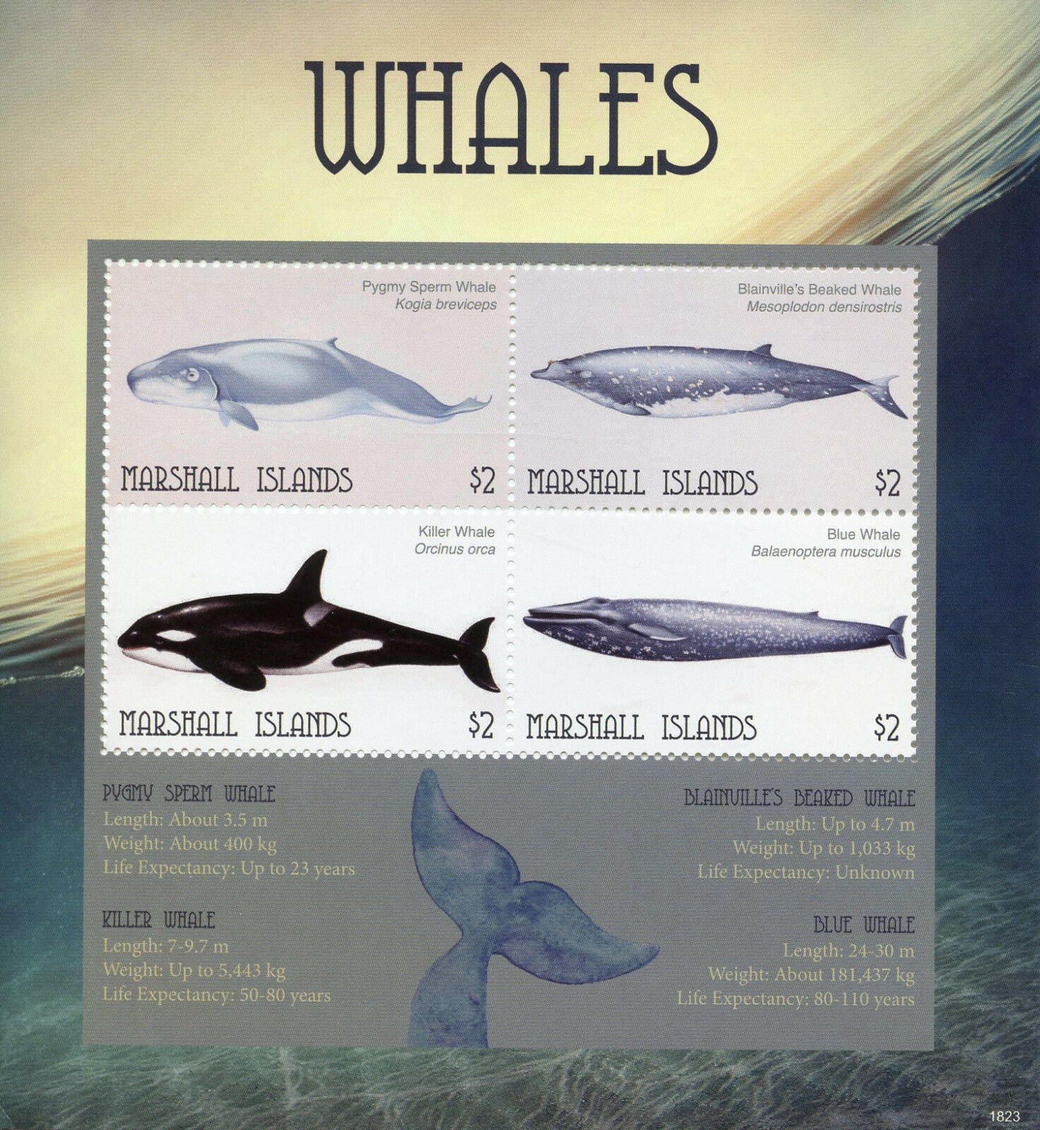Marshall Islands 2018 MNH Marine Animals Stamps Whales Sperm Killer Whale 4v M/S