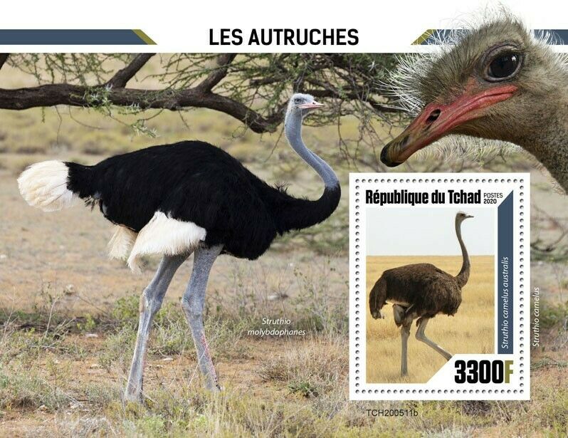 Chad Birds on Stamps 2020 MNH Ostriches Common Southern Ostrich 1v S/S