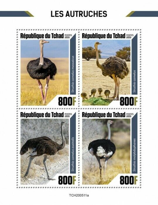 Chad Birds on Stamps 2020 MNH Ostriches Common Ostrich 4v M/S