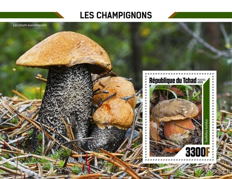 Chad Mushrooms Stamps 2020 MNH Fungi Suillellus Leccinum Nature 1v S/S