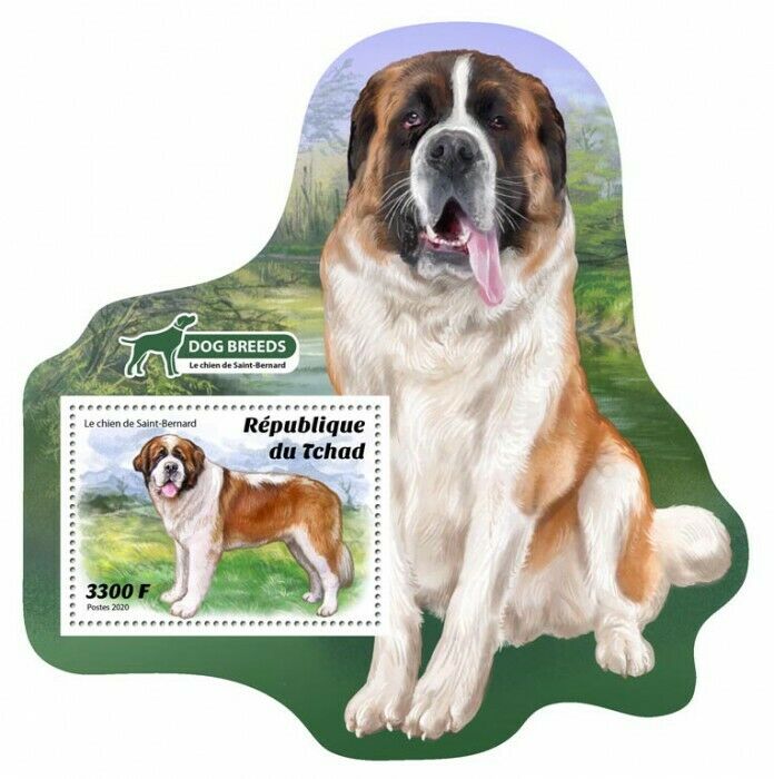 Chad 2020 MNH Dogs Stamps St Saint Bernard Dog Breeds Domestic Animals 1v S/S