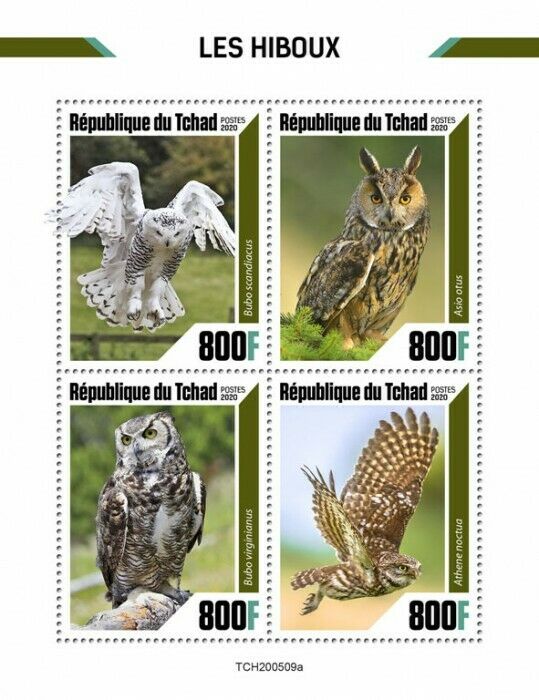 Chad 2020 MNH Birds on Stamps Owls Snowy Owl Long-Eared Little Owl 4v M/S