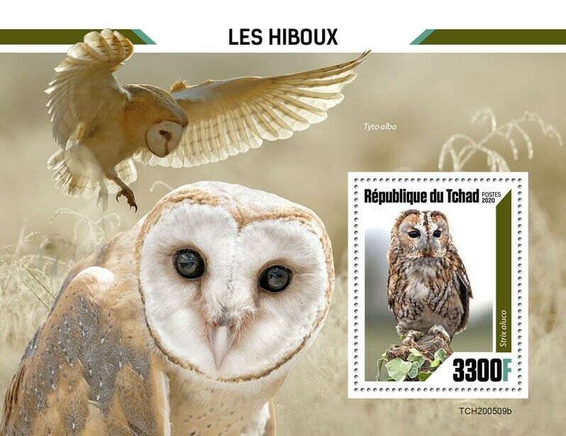 Chad Birds on Stamps 2020 MNH Owls Tawny Barn Owl 1v S/S