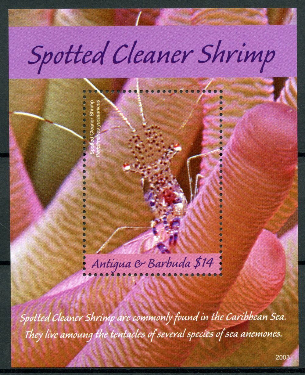 Antigua & Barbuda 2020 MNH Marine Animals Stamps Spotted Cleaner Shrimps 1v S/S