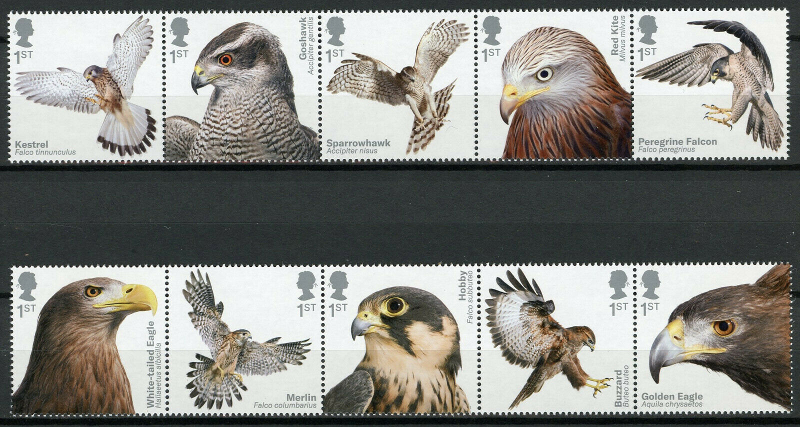 GB Birds on Stamps 2019 MNH Birds of Prey Buzzards Eagles 10v Set in 2 Strips