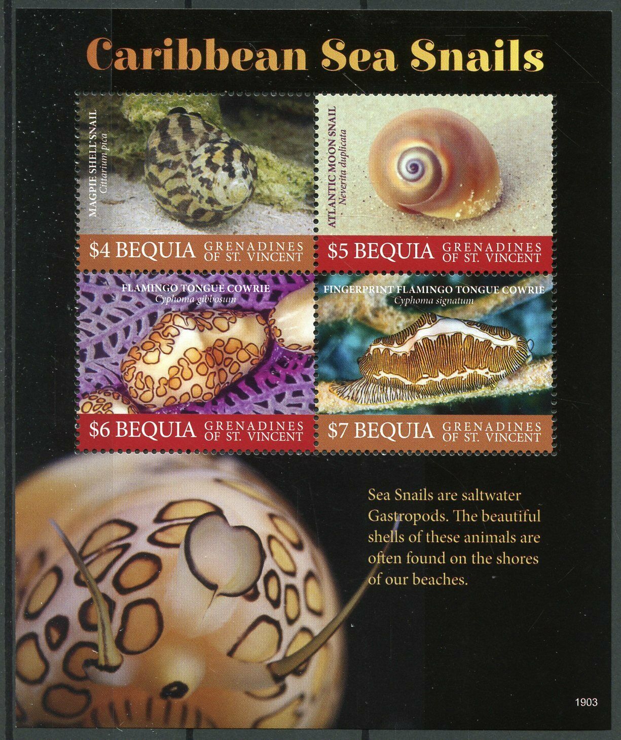 Bequia Grenadines St Vincent 2019 MNH Caribbean Sea Snails 4v M/S Marine Stamps