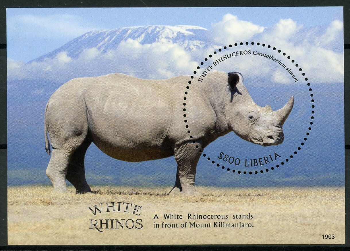 Liberia 2019 MNH Wild Animals Stamps White Rhino Rhinoceros Rhinos 1v S/S