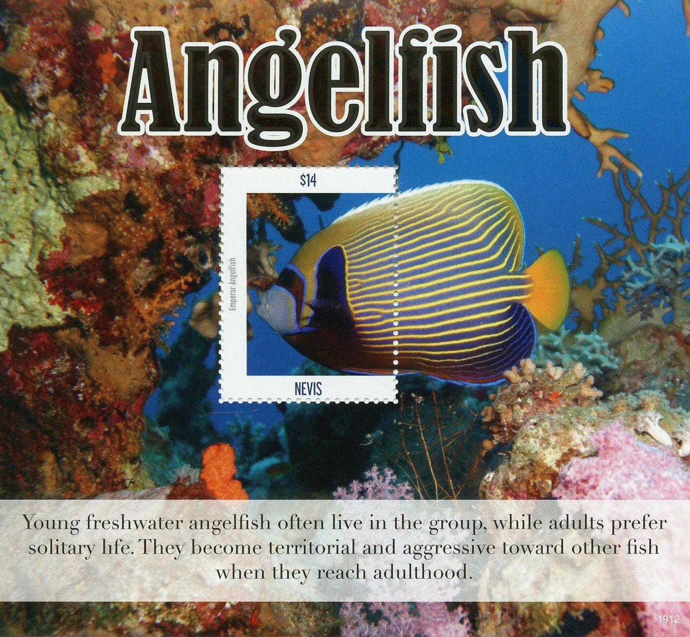 Nevis Fish Stamps 2019 MNH Angelfish Fishes Marine Fauna 1v S/S