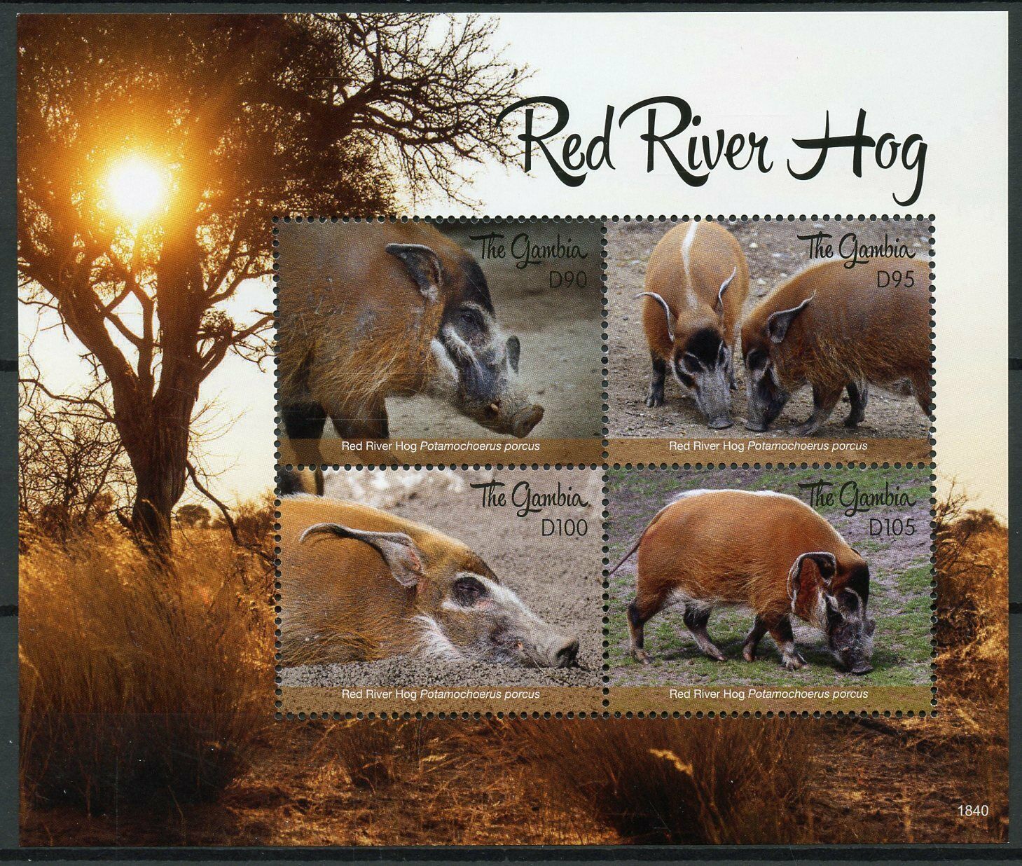 Gambia 2018 MNH Red River Hog 4v M/S Fauna Hogs Wild Animals Stamps