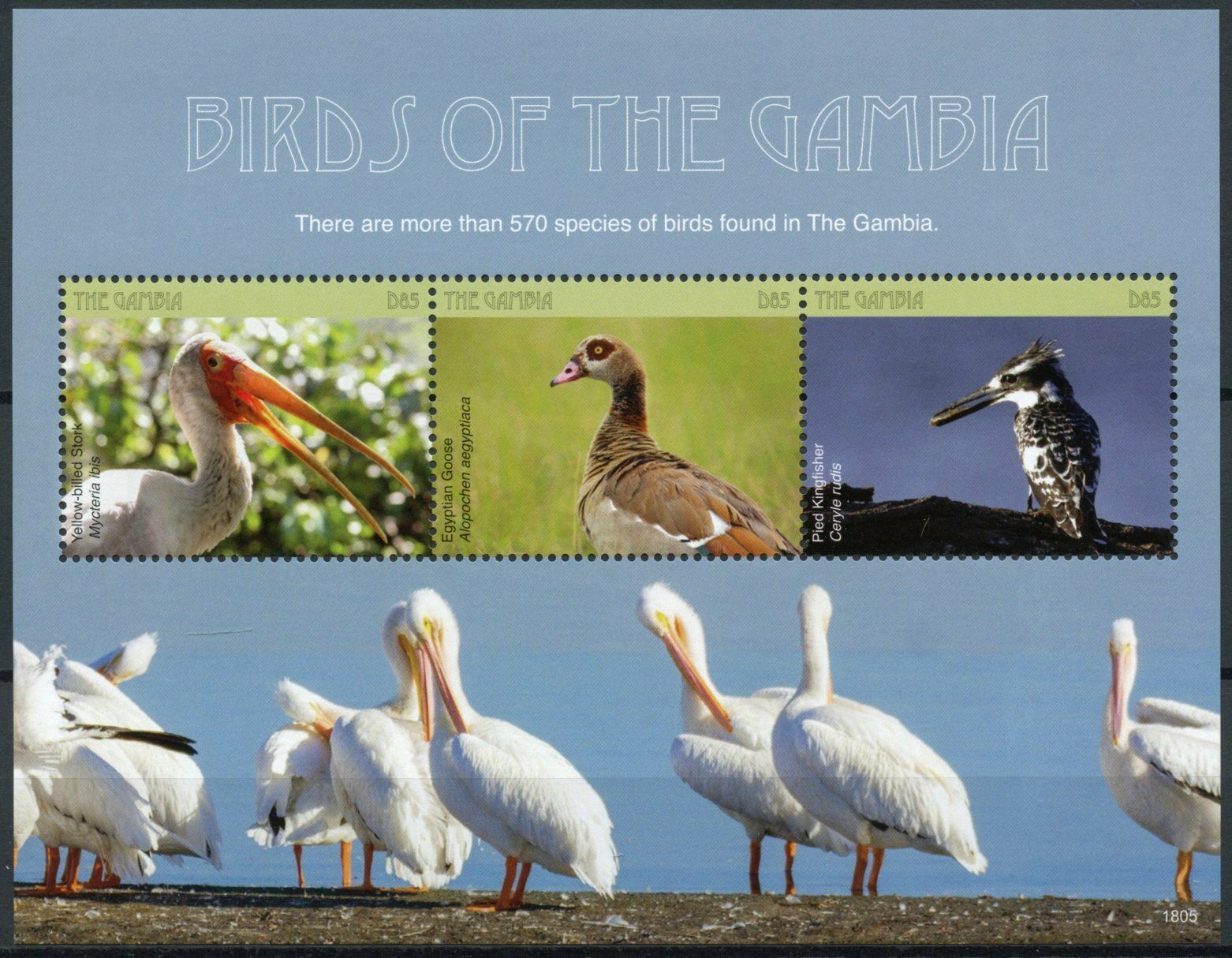 Gambia Birds on Stamps 2018 MNH Pelicans Storks Kingfishers Geese 3v M/S I