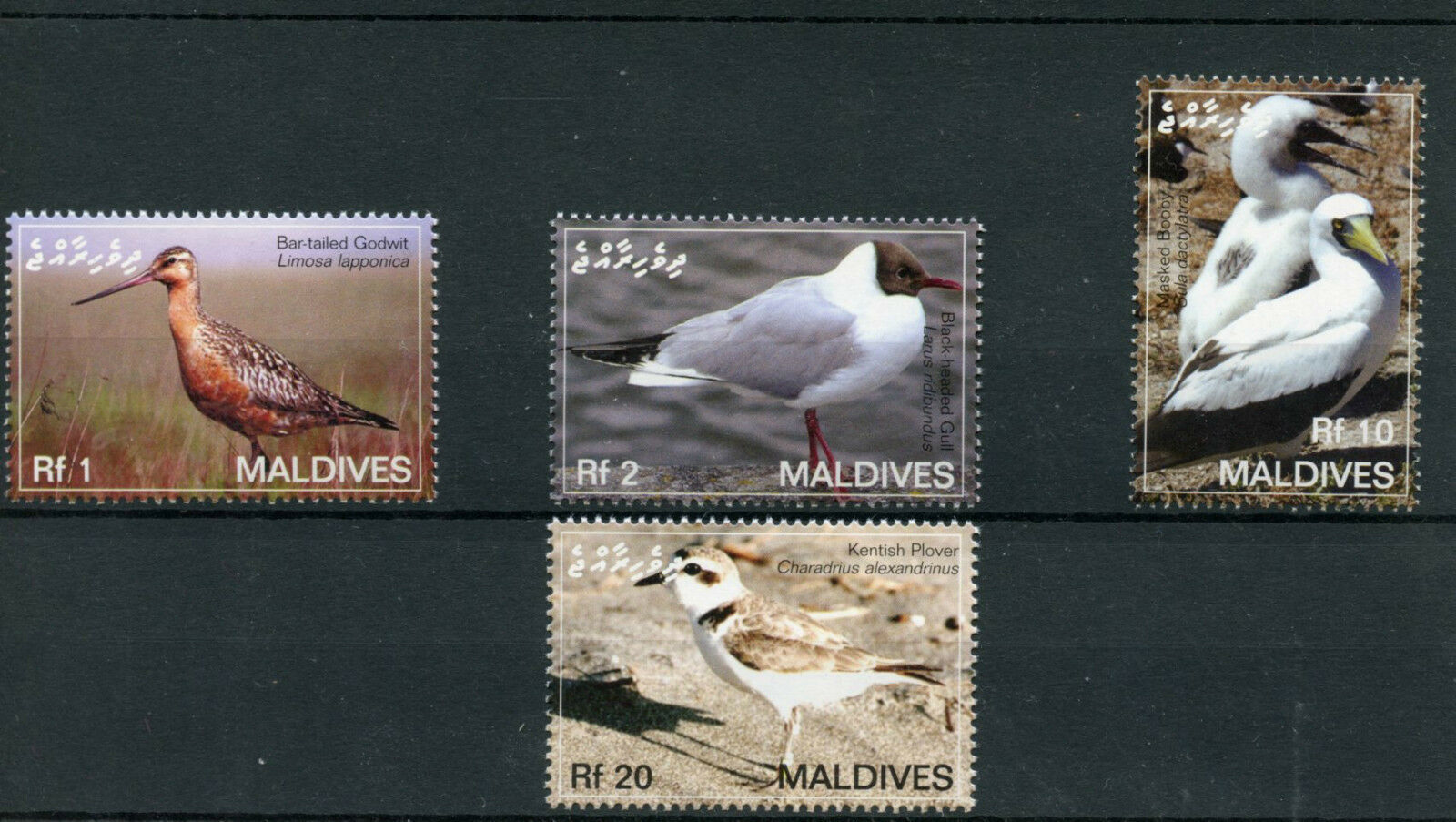 Maldives 2006 MNH Birds 4v Set Waders Gulls Godwit Kentish Plover Booby Stamps