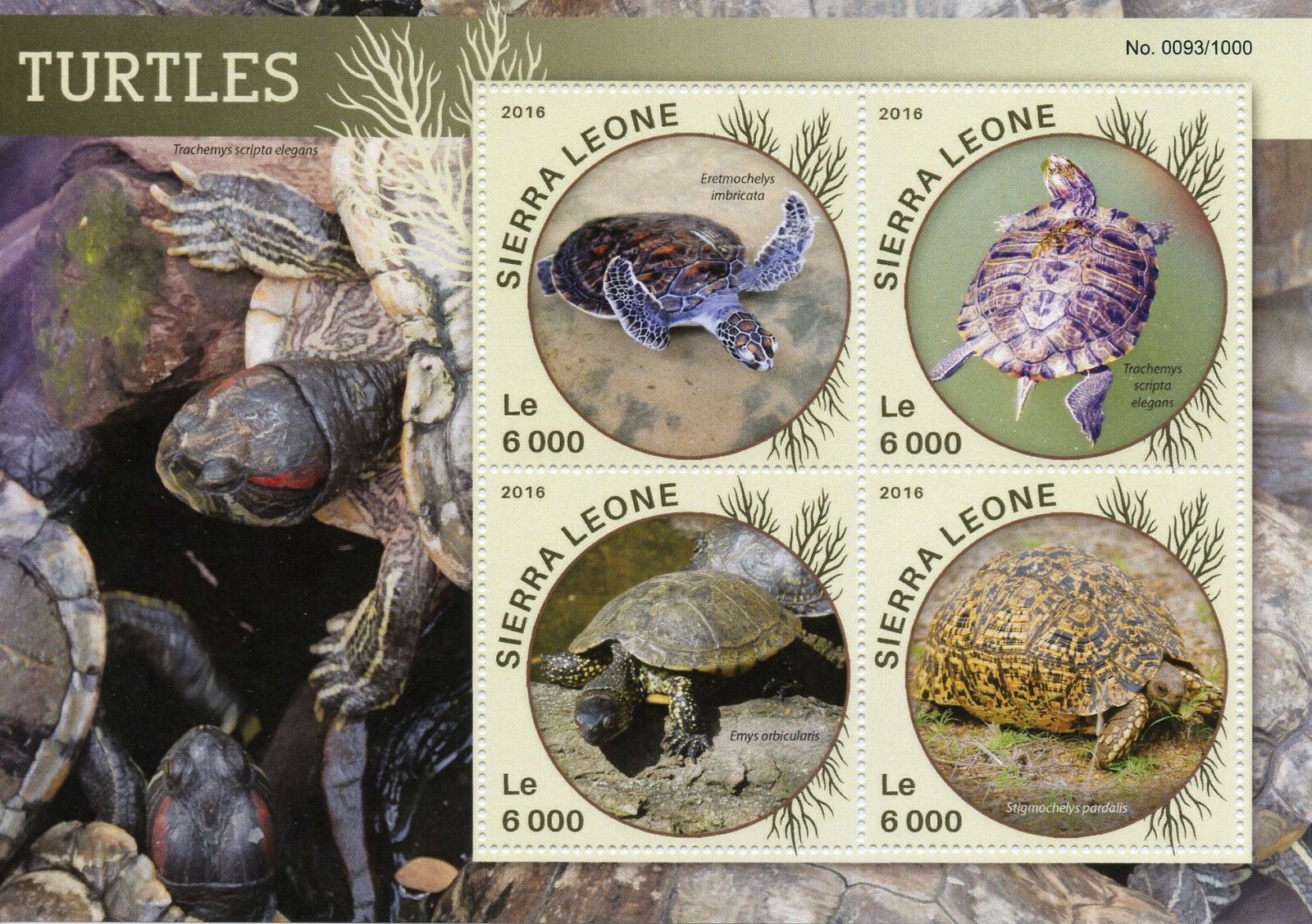 Sierra Leone 2016 MNH Turtles 4v M/S Reptiles Leopard Tortoise Sea Turtle Stamps