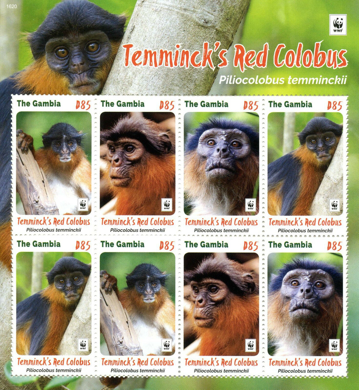 Gambia 2016 MNH Temminck's Red Colobus WWF 8v M/S Monkeys Wild Animals Stamps