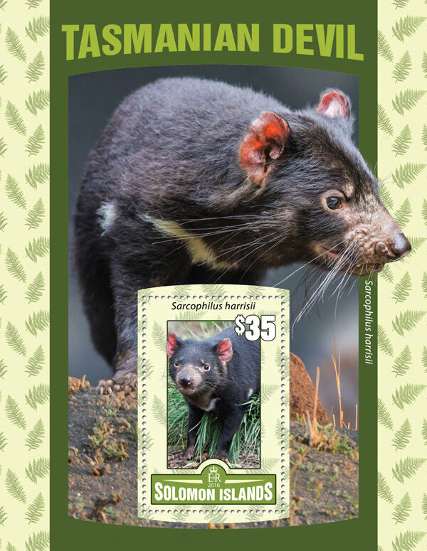 Solomon Islands Wild Animals Stamps 2016 MNH Tasmanian Devil Fauna 1v S/S