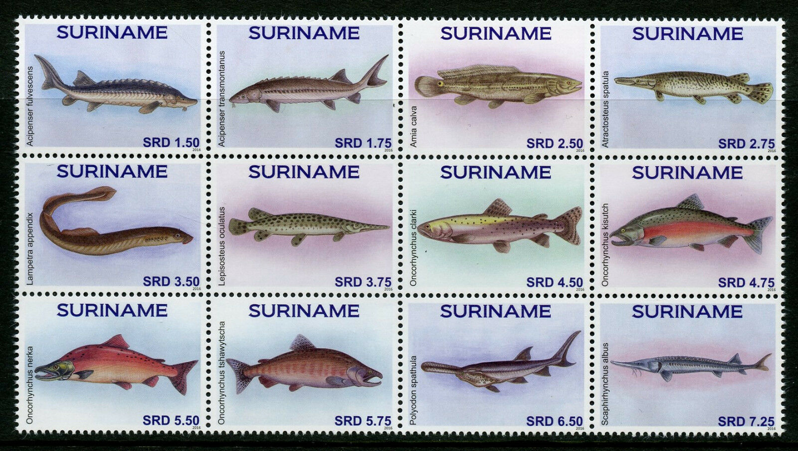 Suriname Fish Stamps 2016 MNH Fishes Marine Vissen 12v Block