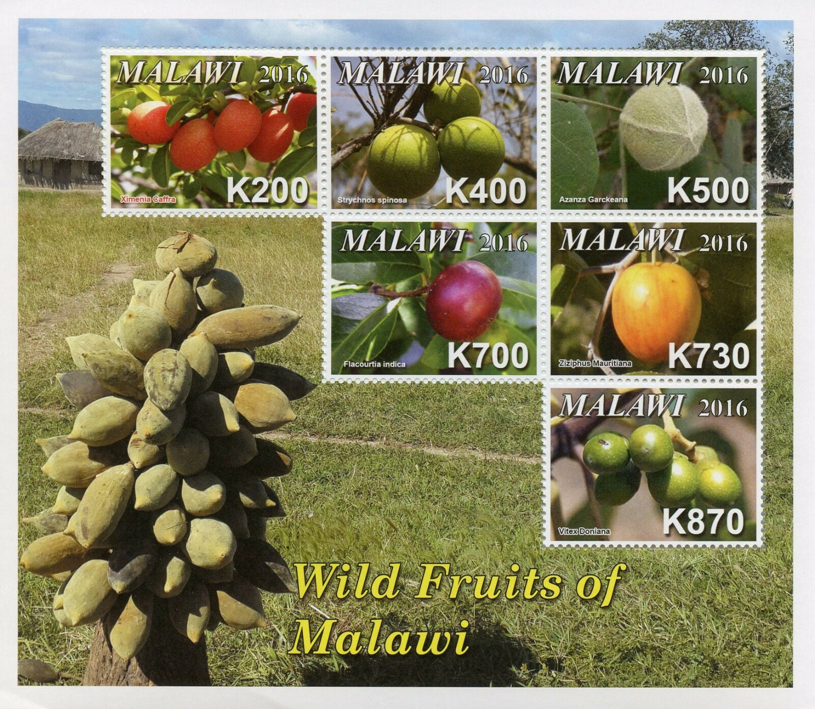 Malawi 2016 MNH Wild Fruits of Malawi 6v M/S Trees Plants Nature Stamps