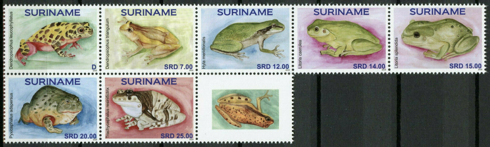 Suriname Frogs Stamps 2019 MNH Frog Amphibians 7v Set