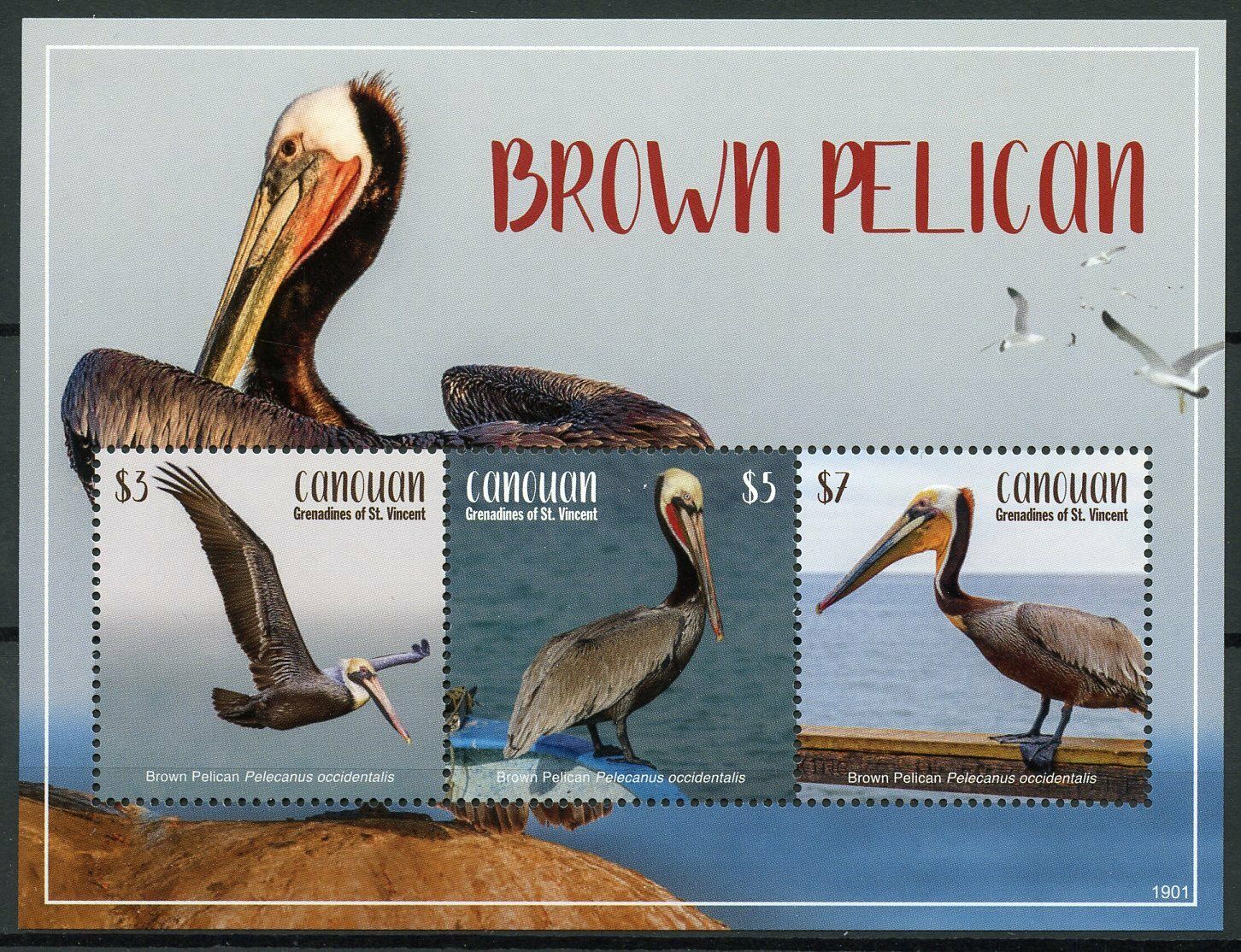Canouan Grenadines St Vincent Birds on Stamps 2019 MNH Brown Pelicans 3v M/S