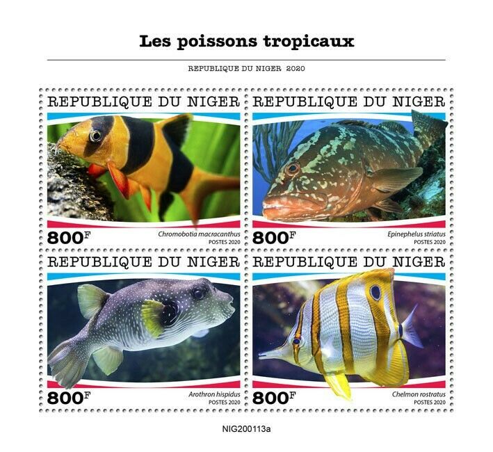 Niger Tropical Fish Stamps 2020 MNH Fishes Nassau Grouper Pufferfish 4v M/S