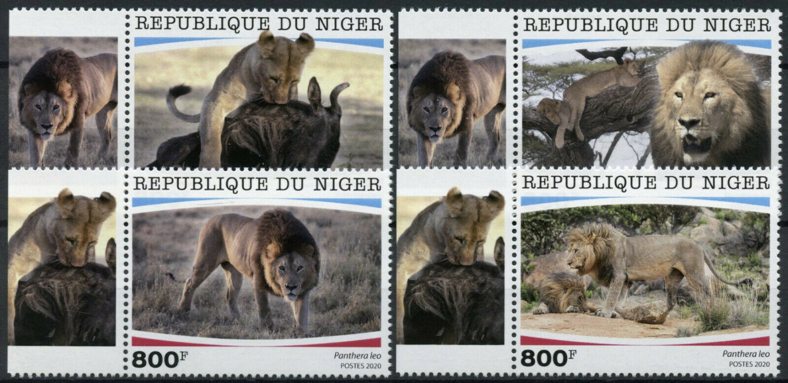 Niger Wild Animals Stamps 2020 MNH Lions Lion Big Cats Fauna 4v Set