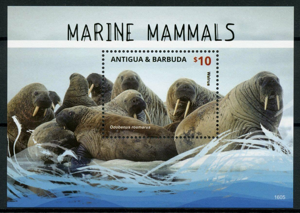 Antigua & Barbuda 2016 MNH Wild Animals Stamps Marine Mammals Walrus 1v S/S