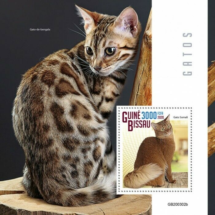 Guinea-Bissau 2020 MNH Cats Stamps Somali Bengal Cat Domestic Animals 1v S/S