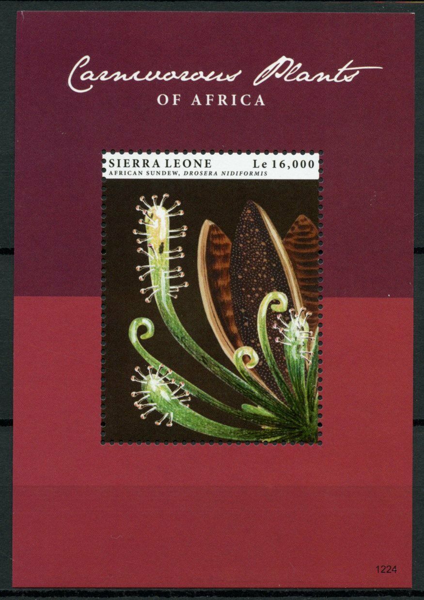 Sierra Leone Stamps 2012 MNH Carnivorous Plants of Africa African Sundew 1v S/S