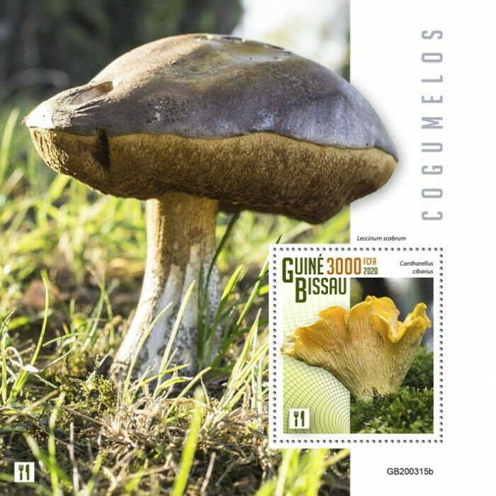 Guinea-Bissau Mushrooms Stamps 2020 MNH Fungi Cantharelle Mushroom Nature 1v S/S