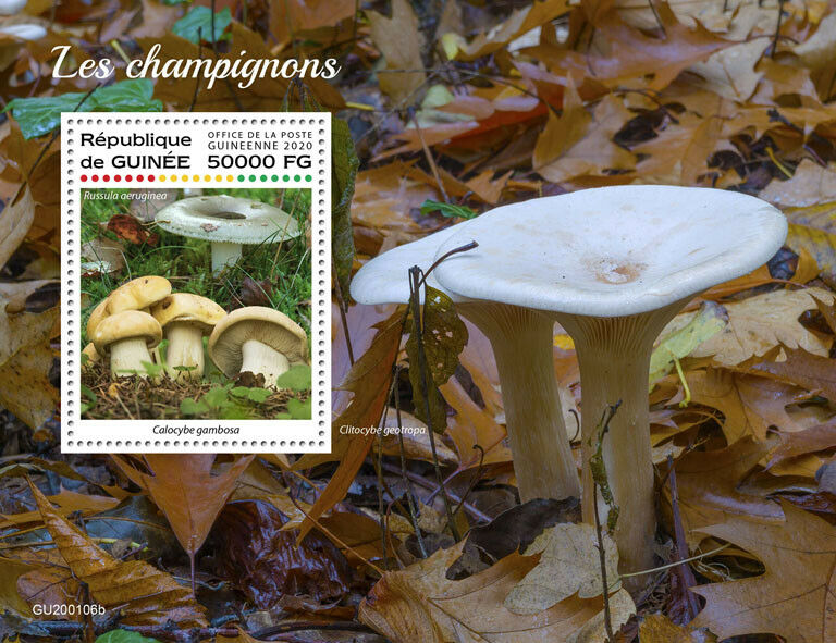 Guinea Mushrooms Stamps 2020 MNH Callocybe Clitocybe Fungi Nature 1v S/S