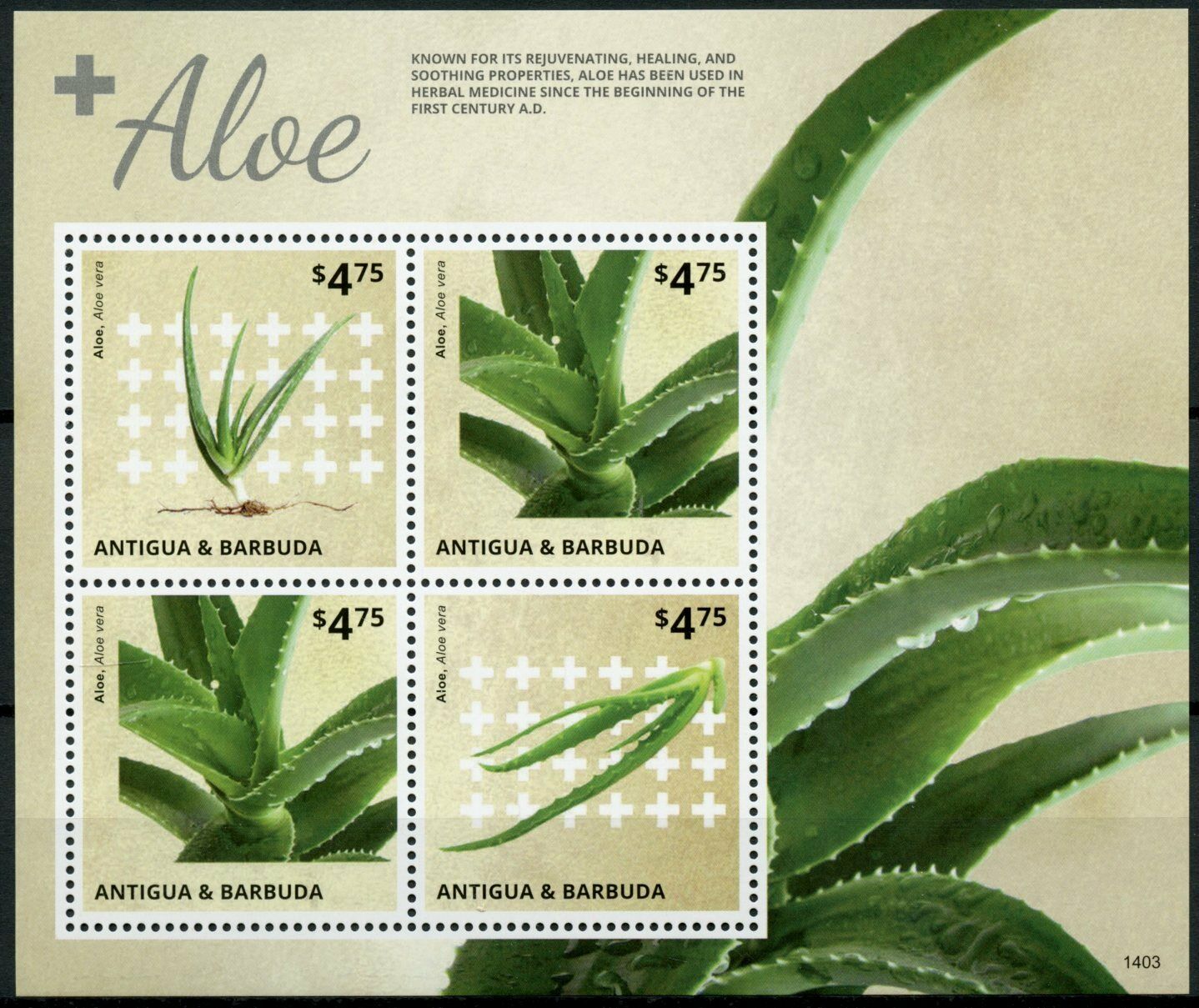 Antigua & Barbuda Plants Stamps 2014 MNH Aloe Vera Aloes 4v M/S I