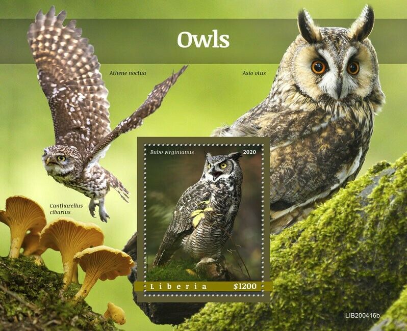 Liberia 2020 MNH Birds on Stamps Owls Great Horned Little Owl Mushrooms 1v S/S