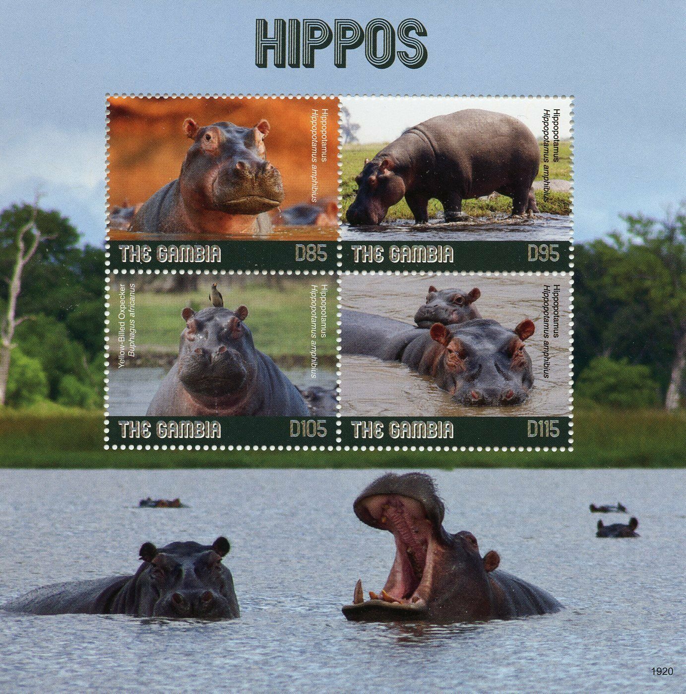 Gambia 2019 MNH Wild Animals Stamps Hippos Hippopotamus Fauna 4v M/S