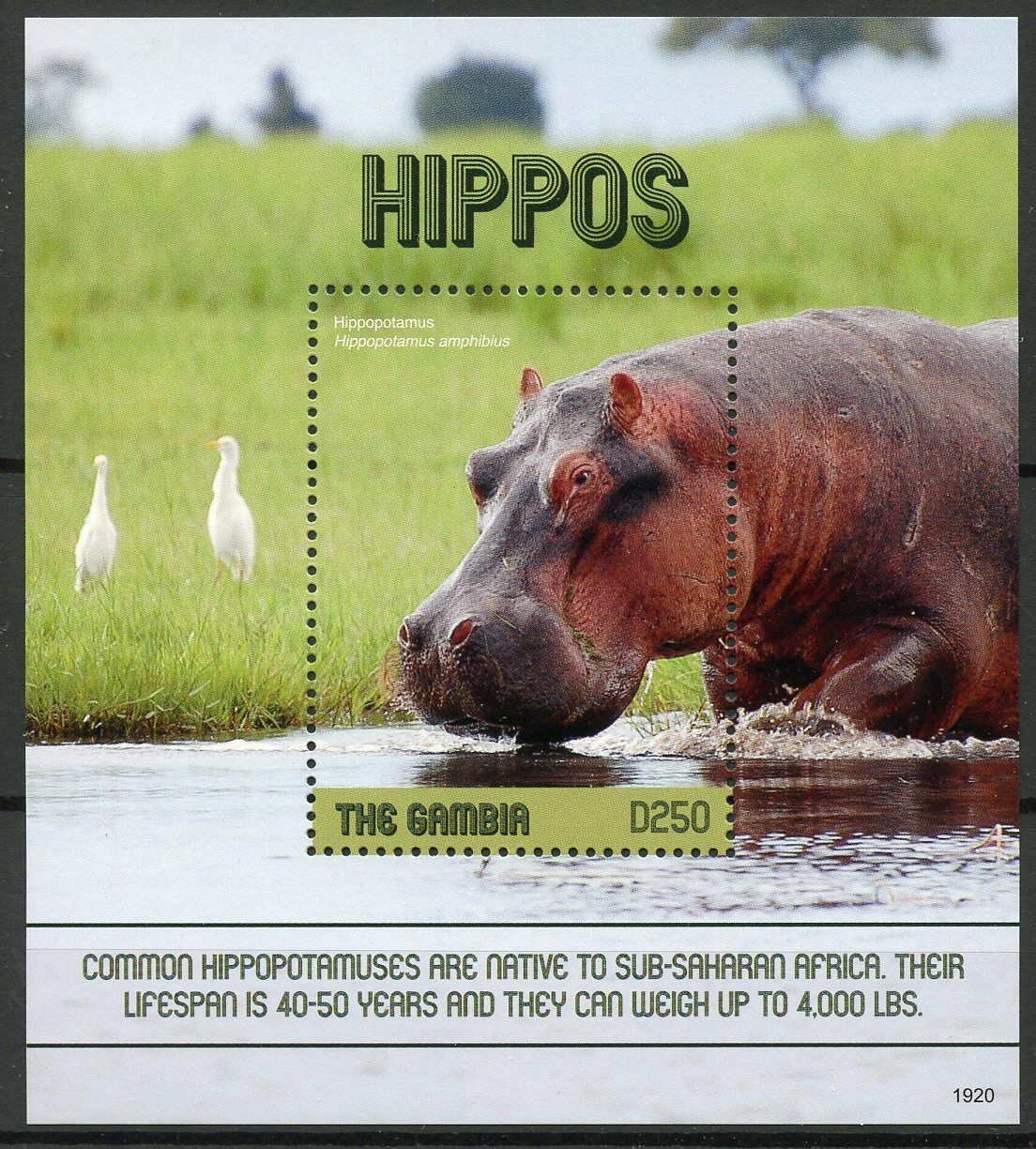 Gambia 2019 MNH Wild Animals Stamps Hippos Hippopotamus Fauna Mammals 1v S/S