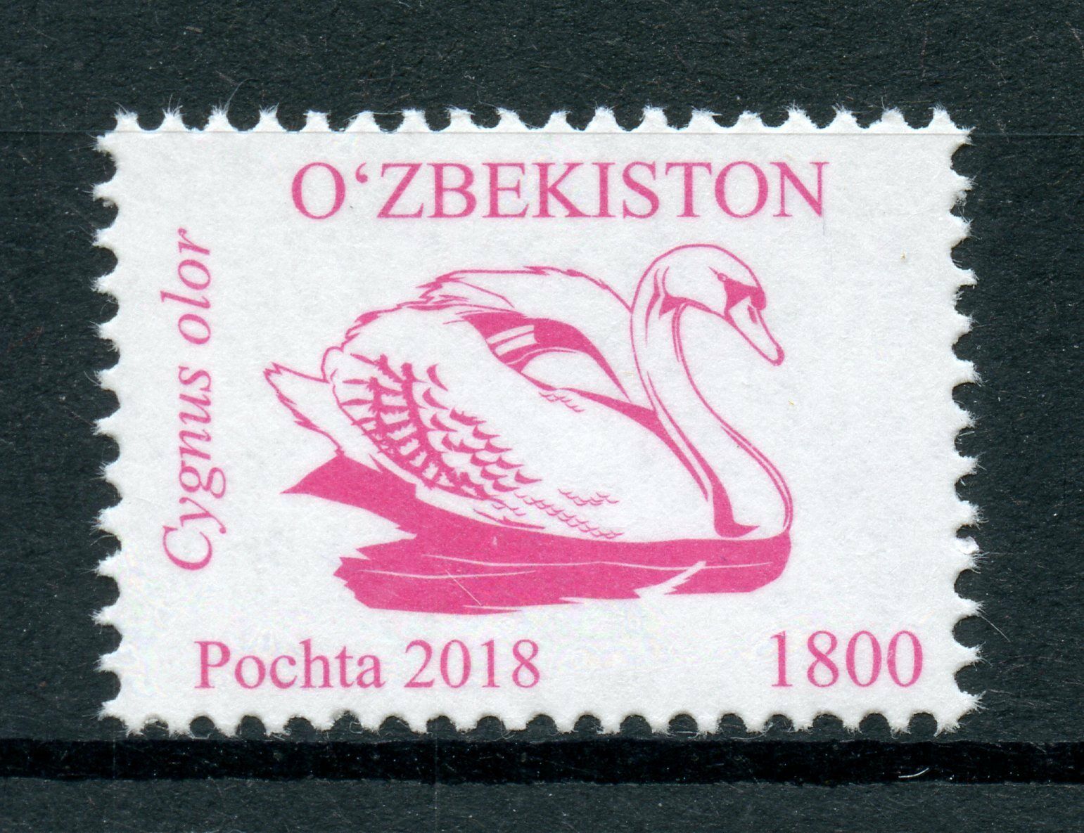 Uzbekistan 2018 MNH Birds Definitives Part 4 1v Set Swans Bird Stamps