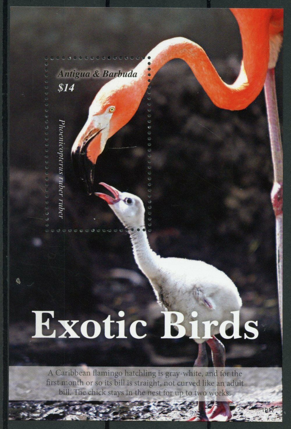 Antigua & Barbuda Exotic Birds on Stamps 2019 MNH Flamingos Flamingo 1v S/S