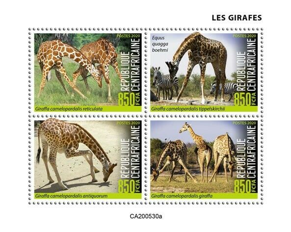 Central African Rep Wild Animals Stamps 2020 MNH Giraffes Giraffe Fauna 4v M/S