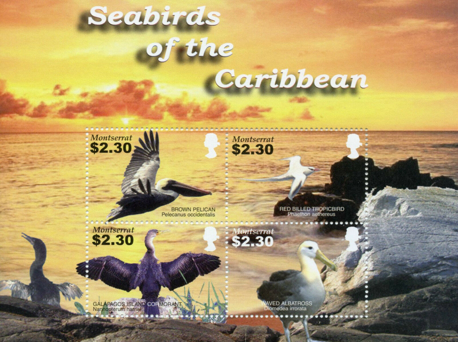 Montserrat Birds Stamps 2005 MNH Seabirds of Caribbean Pelicans Albatross 4v M/S
