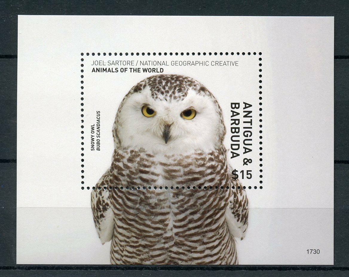 Antigua & Barbuda 2017 MNH Birds on Stamps Owls Wild Animals of World 1v S/S
